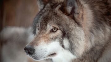 brown and white wolf in tilt shift lens